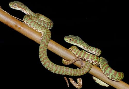 Trimeresurus venustus