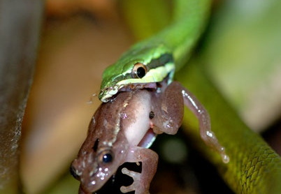 Uromacer catesbyi