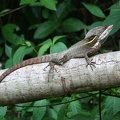 Basiliscus vittatus