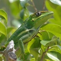 Anolis equestris