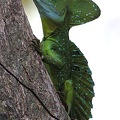 Basiliscus plumifrons 001