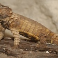 Cordylus cataphractus
