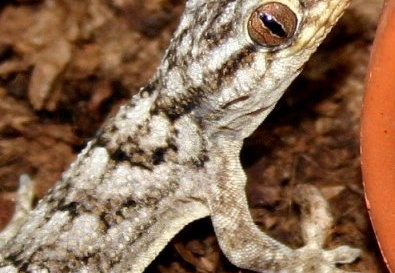 Homopholis sakalava