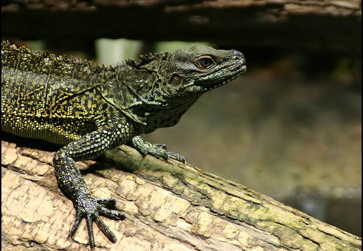 Hydrosaurus weberi