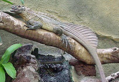 Hydrosaurus amboinensis