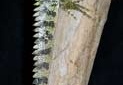 Hypsilurus godeffroyi