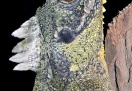 Hypsilurus godeffroyi 1