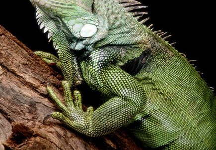 Iguana iguana