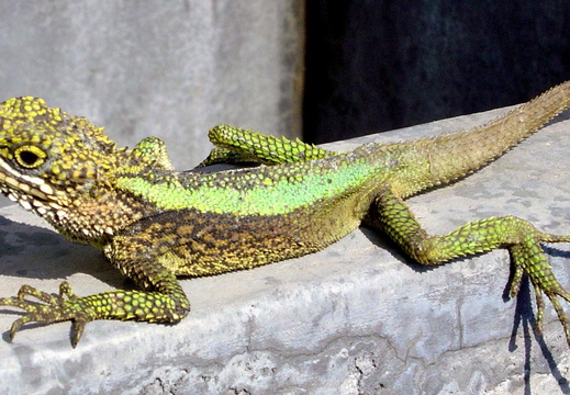 Japalura splendida