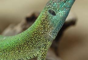 Lacerta trilineata