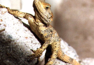 Laudakia stellio