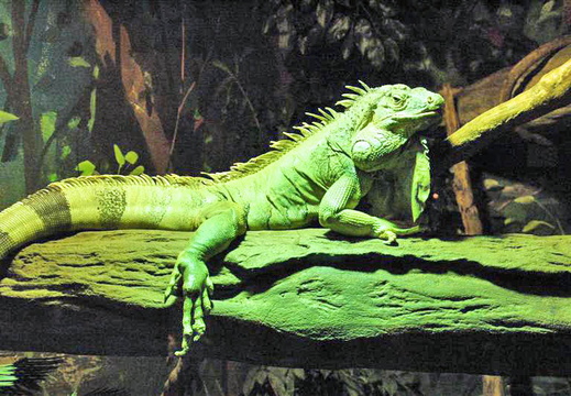 Iguana iguana 001