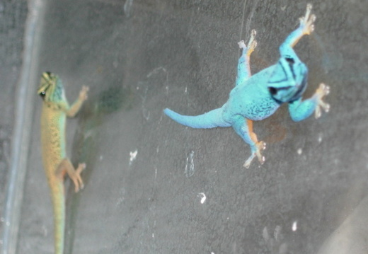 Lygodactylus williamsi