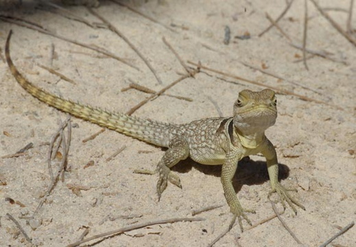 Oplurus cuvieri
