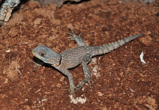 Oplurus cyclurus