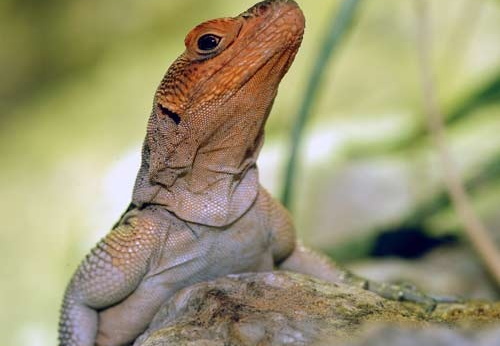 Oplurus grandidieri  1