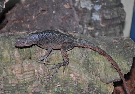 Oplurus grandidieri