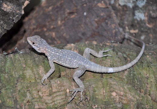 Oplurus quadrimaculatus