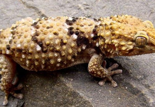 Pachydactylus bibroni