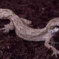Paroedura androyensis