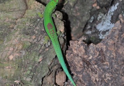 Phelsuma lineata