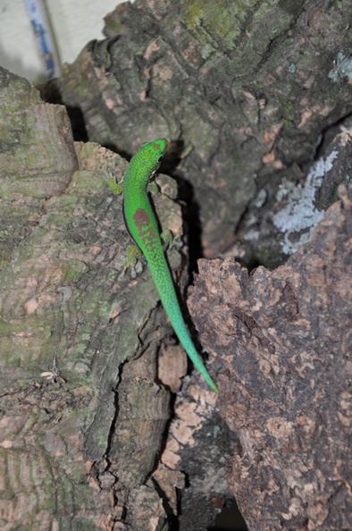 Phelsuma lineata.jpg