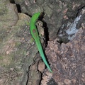 Phelsuma lineata