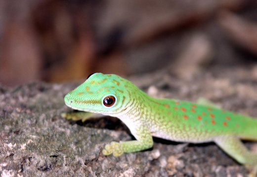 Phelsuma madagascariensis kochi