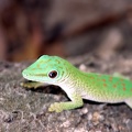 Phelsuma madagascariensis kochi