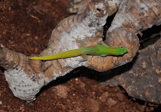 Phelsuma laticauda