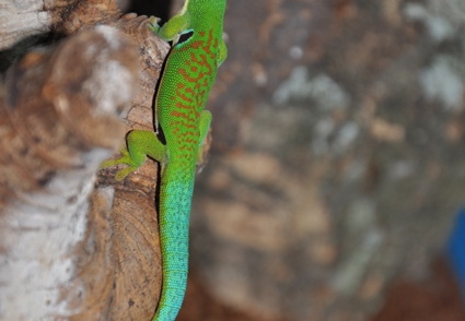 Phelsuma quadriocellata