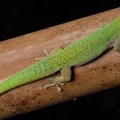 Phelsuma v-nigra