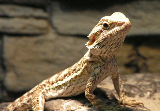 Pogona vitticeps