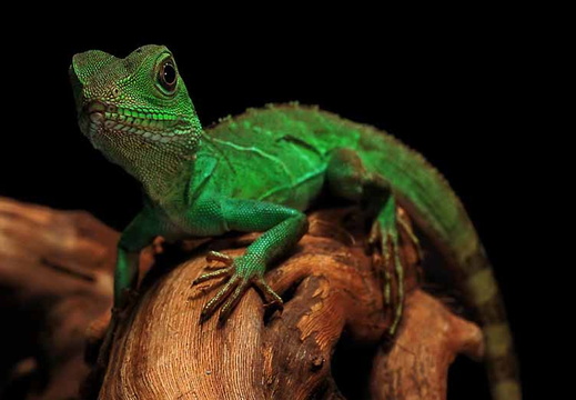 Physignathus cocincinus