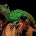 Physignathus cocincinus