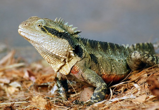 Physignatus lesueuri