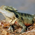 Physignatus lesueuri
