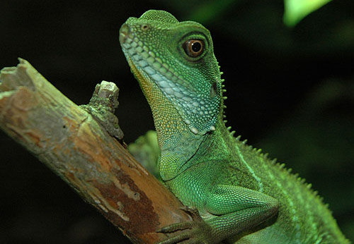 Physignatus cocincinus