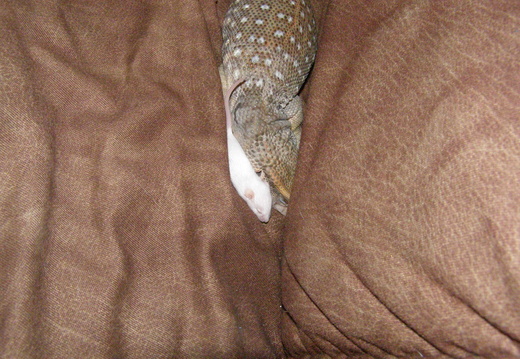 PA090034