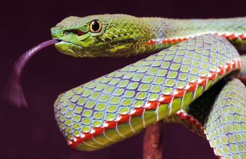 Trimeresurus popeorum 1