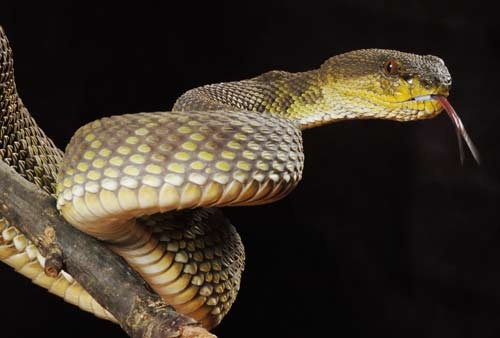 Trimeresurus purpureomaculatus 3