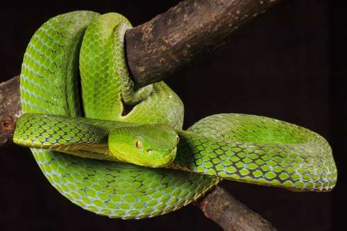 Trimeresurus vogeli 1