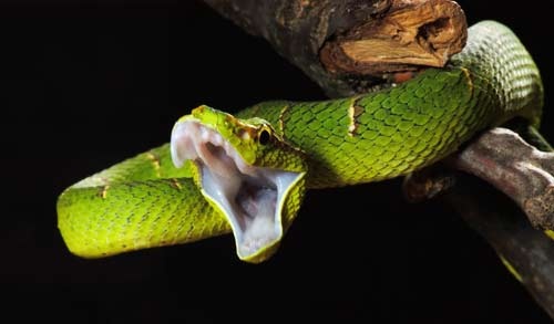 Tropidolaemus subannulatus