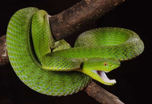 Trimeresurus vogeli
