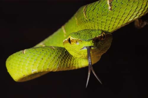 Tropidolaemus subannulatus 1