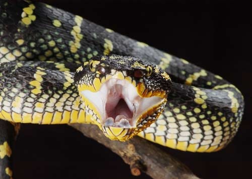 Tropidolaemus wagleri 4