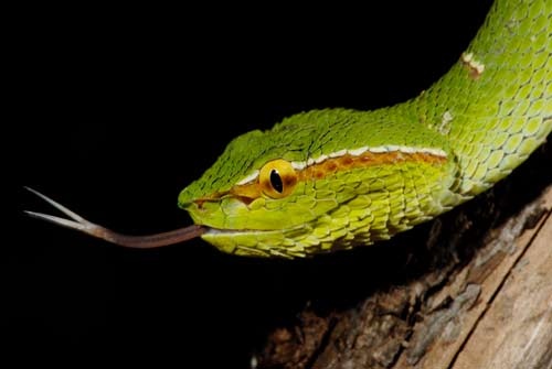 Tropidolaemus wagleri 2