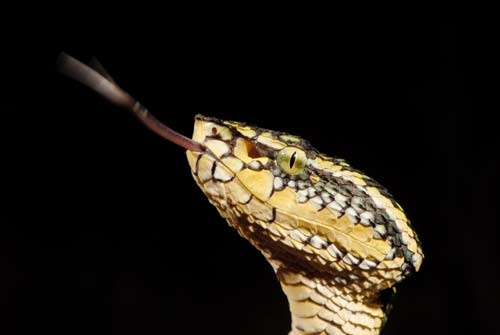 Tropidolaemus wagleri
