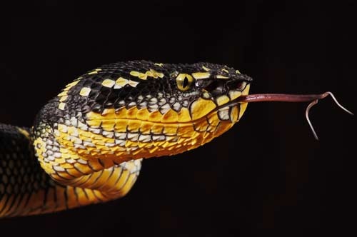 Tropidolaemus wagleri 3