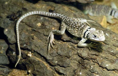 Crotaphytus collaris.jpg